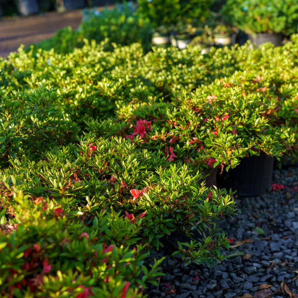 Flame Creeper Evergreen Azalea