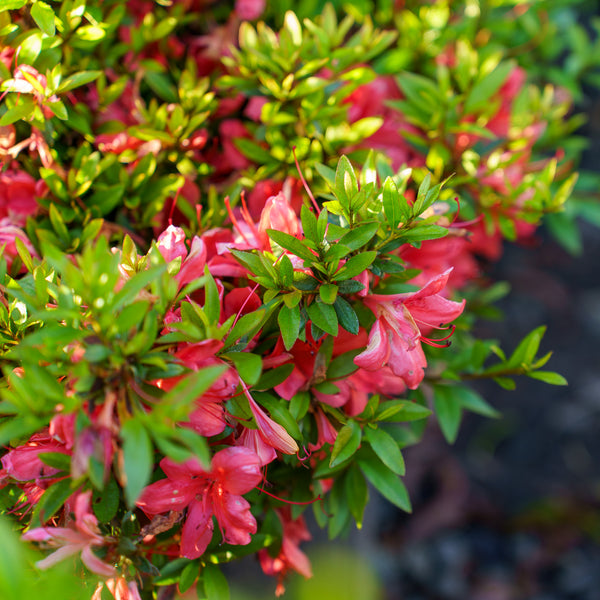 Flame Creeper Evergreen Azalea