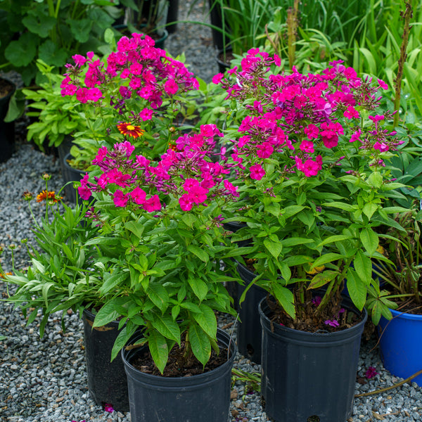 Flame Purple Tall Garden Phlox