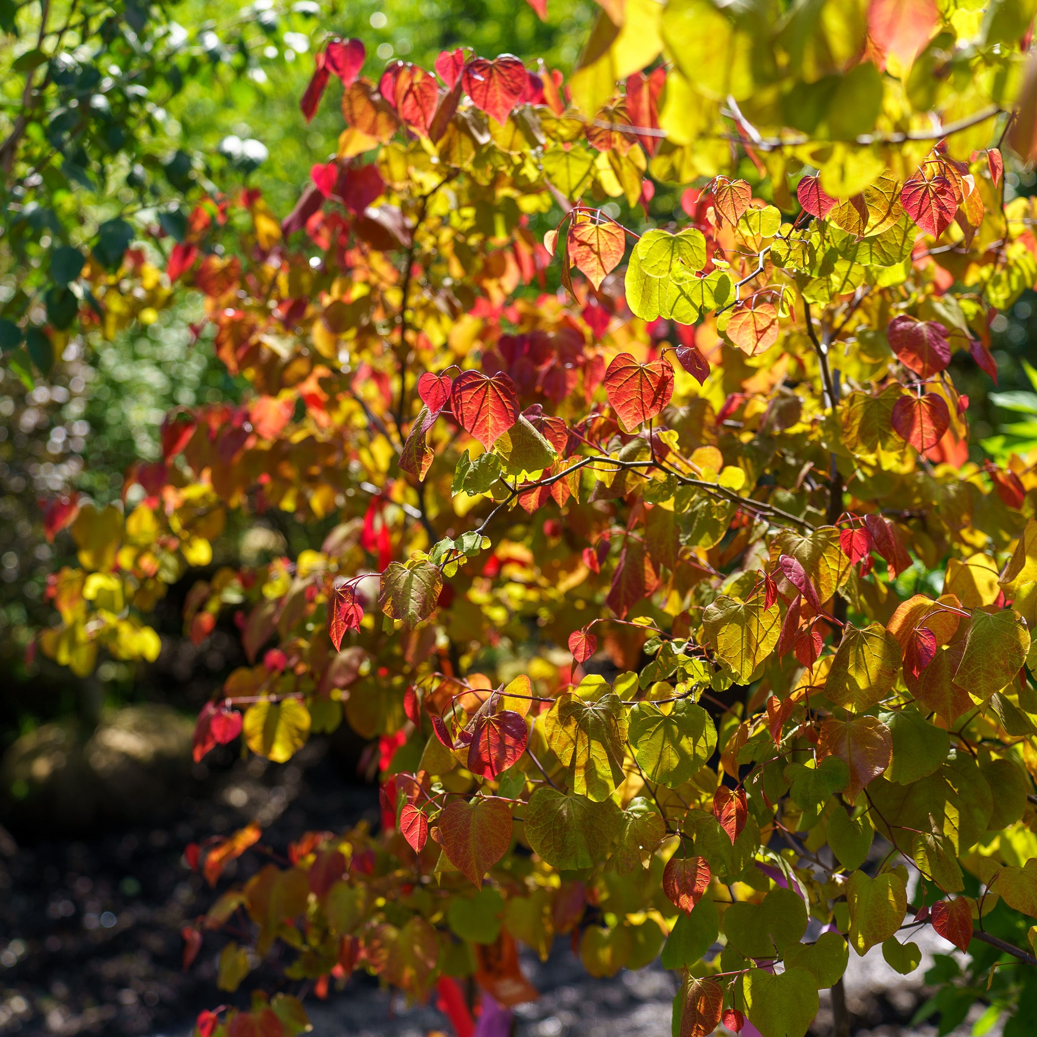Flame Thrower Eastern Redbud – Plant Detectives