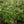 Load image into Gallery viewer, Flip Side Chaste Tree
