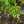 Load image into Gallery viewer, Flip Side Chaste Tree

