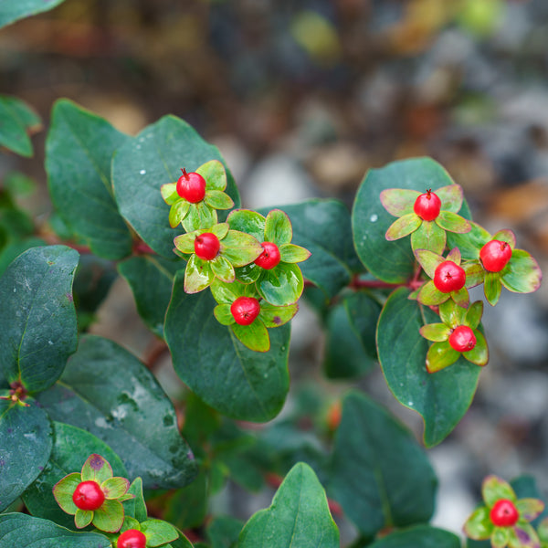 FloralBerry Sangria St. John's Wort