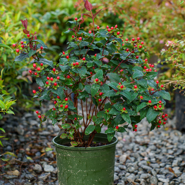 FloralBerry Sangria St. John's Wort