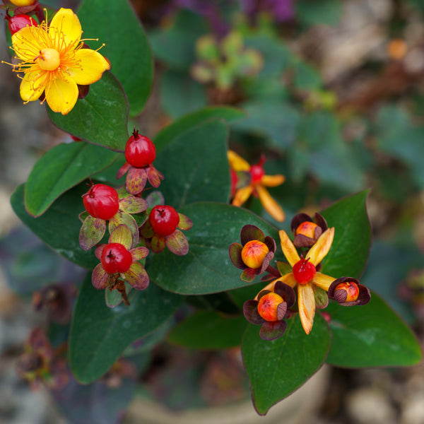 FloralBerry Sangria St. John's Wort