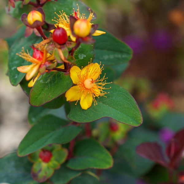 FloralBerry Sangria St. John's Wort