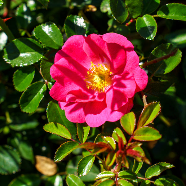 Flower Carpet Pink Supreme Rose