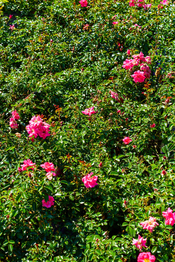 Flower Carpet Pink Supreme Rose