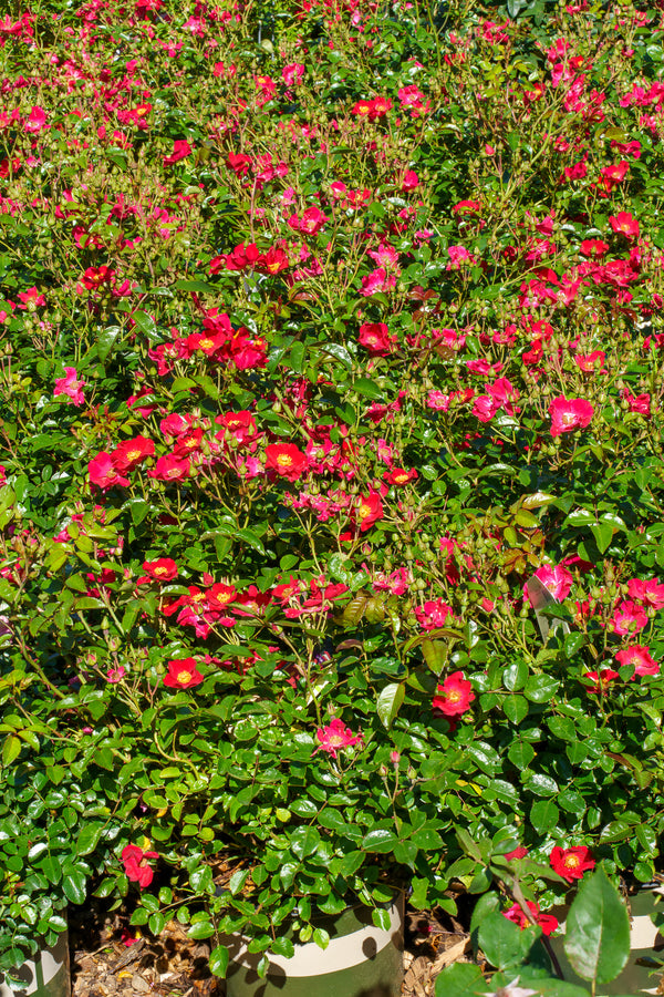 Flower Carpet Red Rose