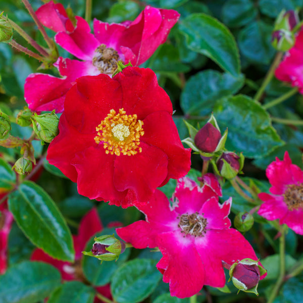 Flower Carpet Red Rose