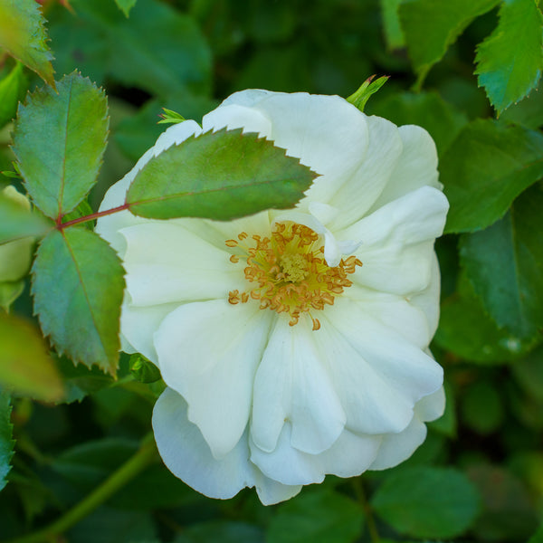 Flower Carpet White Rose