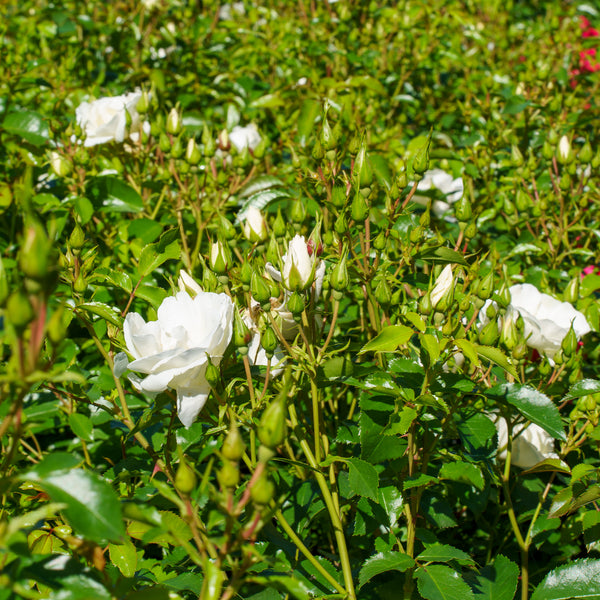 Flower Carpet White Rose