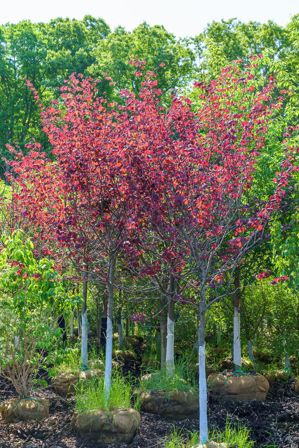 Forest Pansy Redbud - Redbud - Flowering Trees