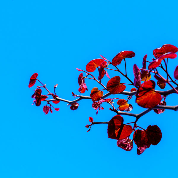 Forest Pansy Redbud - Redbud - Flowering Trees