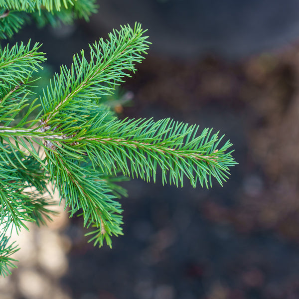 Formanek Norway Spruce