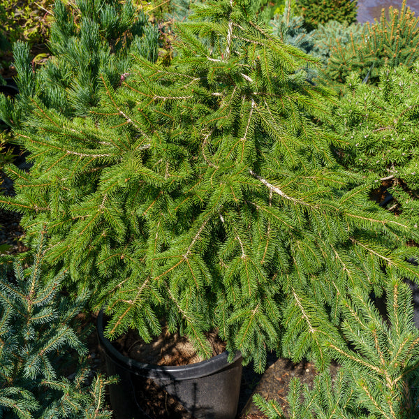Formanek Norway Spruce