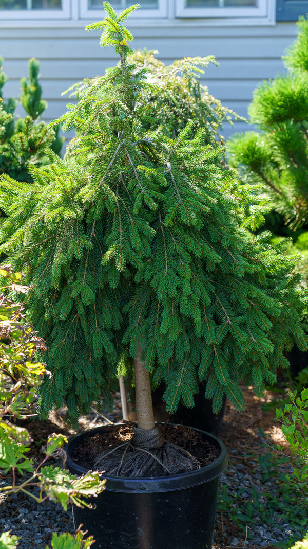Formanek Norway Spruce