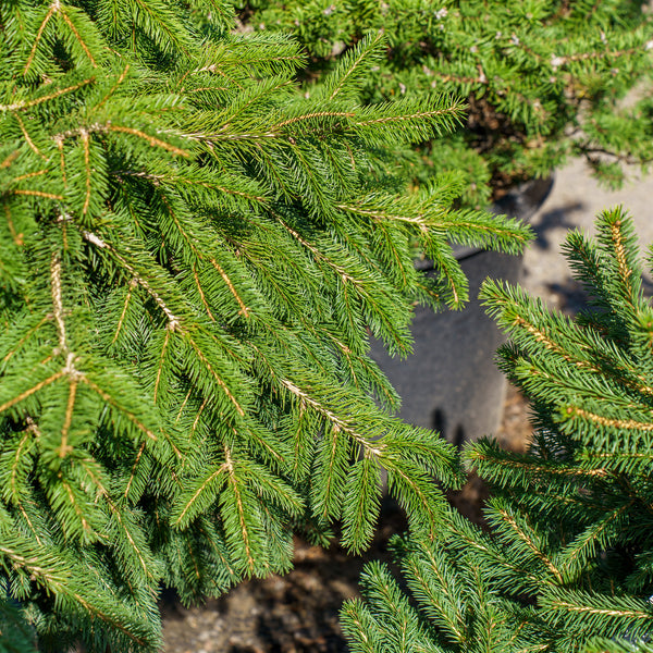 Formanek Norway Spruce