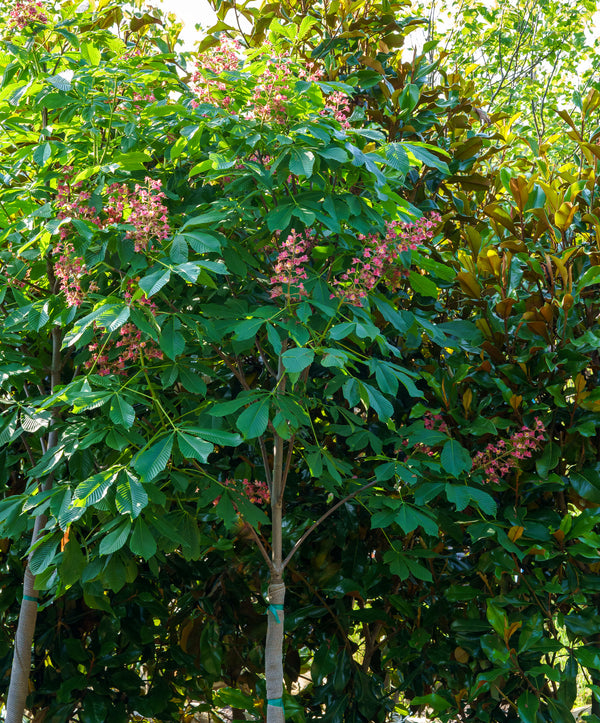 Fort Mcnair Red Horse Chestnut - Other Flowering Trees - Flowering Trees