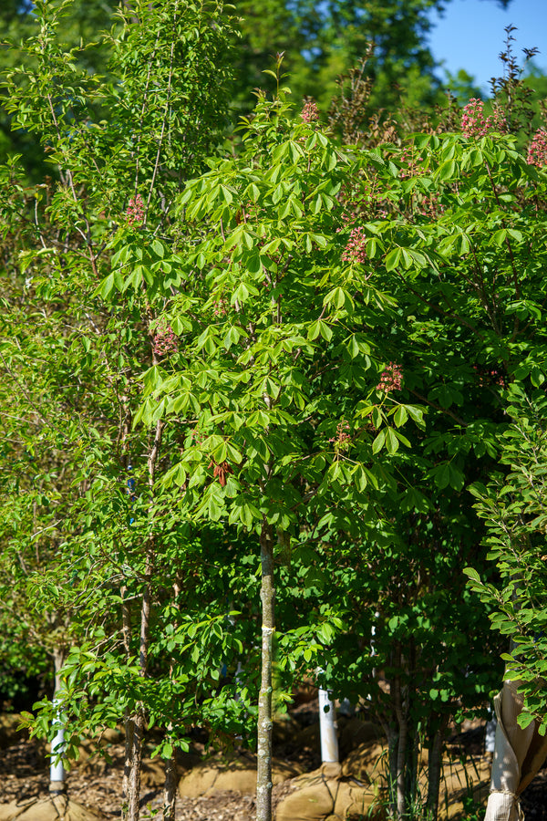 Fort Mcnair Red Horse Chestnut - Other Flowering Trees - Flowering Trees