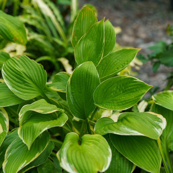 Fortune's Aureomarginata Hosta