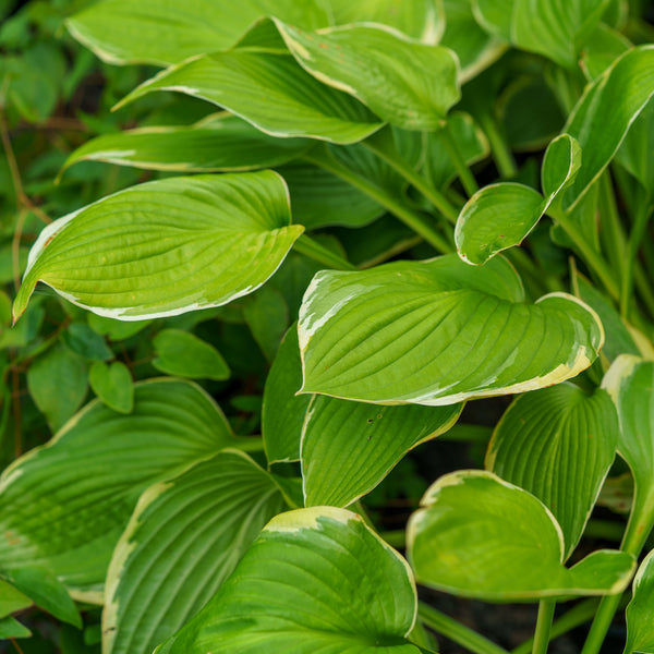 Fortune's Aureomarginata Hosta