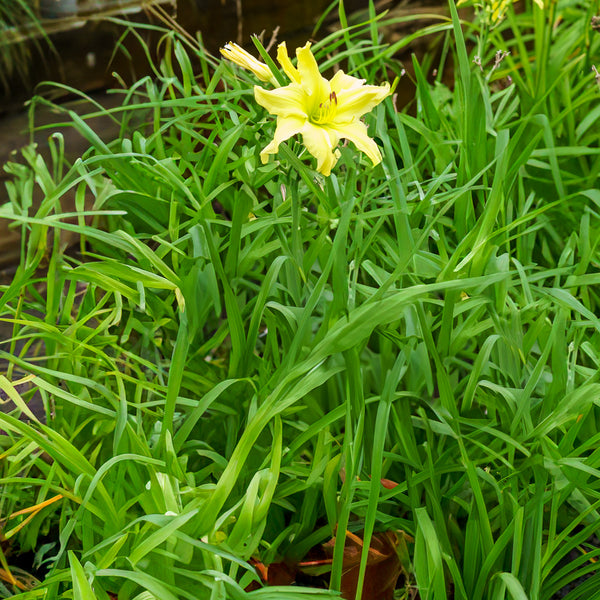 Fours are Wild Daylily