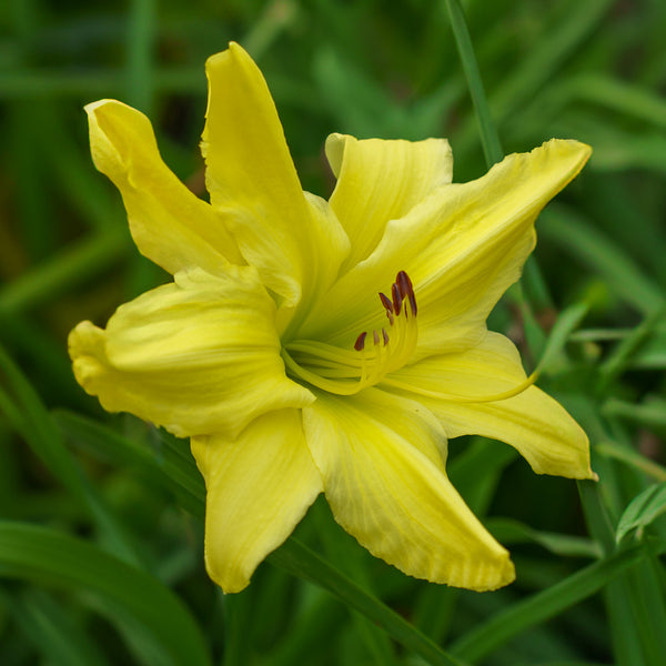 Fours are Wild Daylily