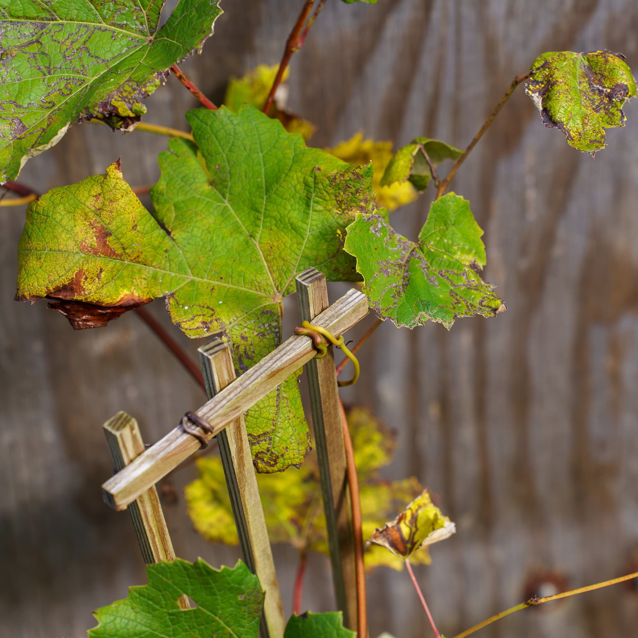Niagara Grape – Plant Detectives