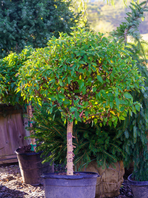 river birch bonsai tree Fox Valley Dwarf River Birch – Plant Detectives