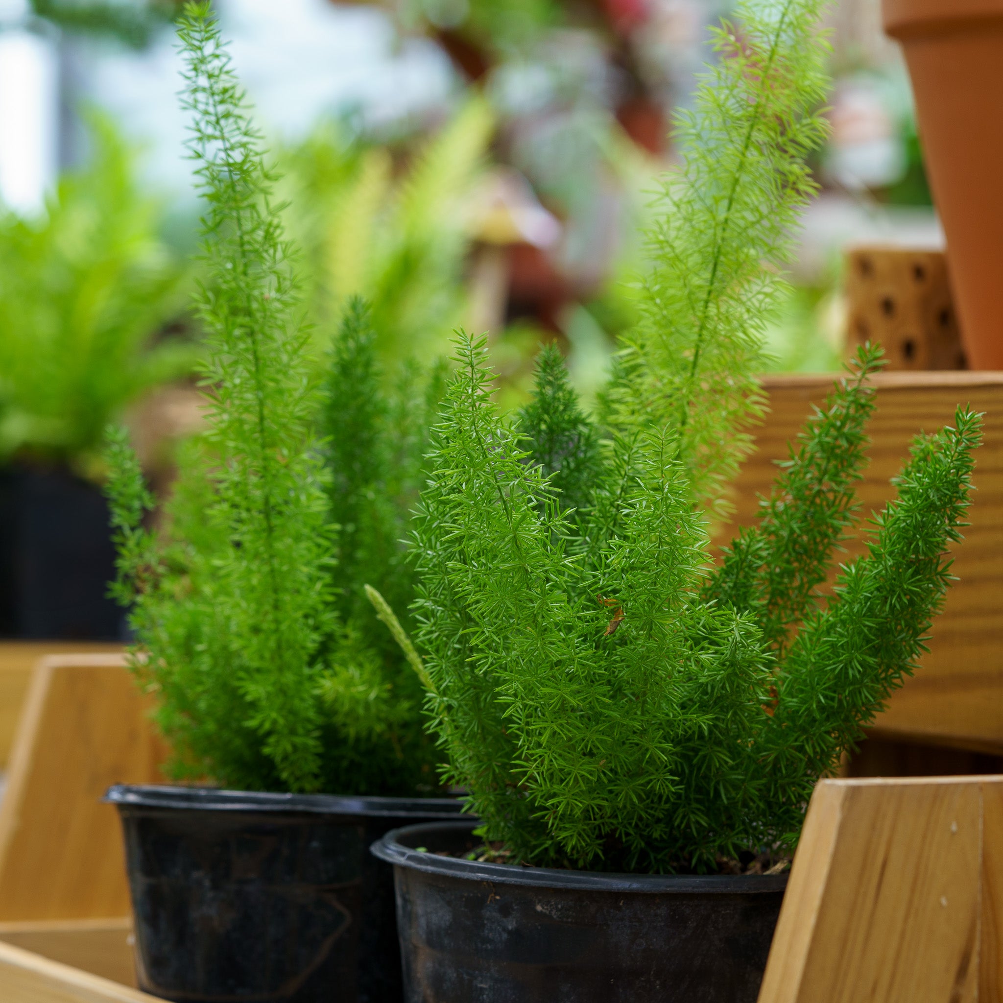 Foxtail Fern – Plant Detectives