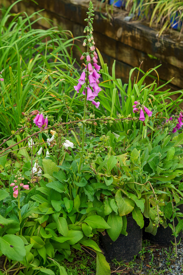 Foxy Foxglove