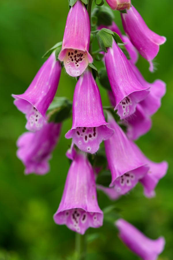 Foxy Foxglove