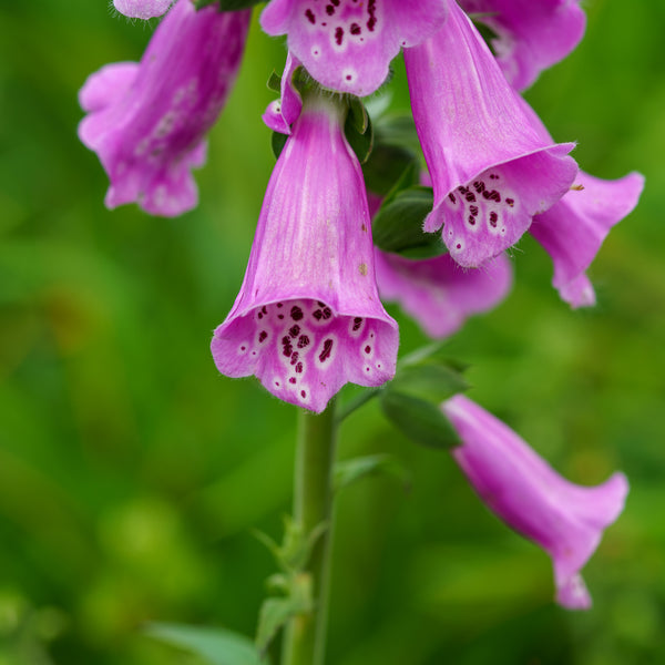 Foxy Foxglove