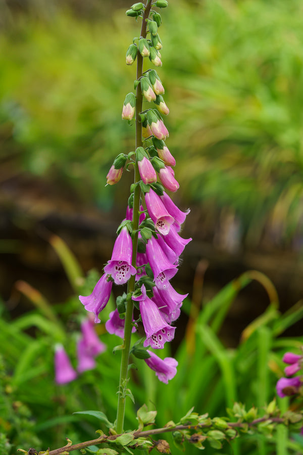 Foxy Foxglove