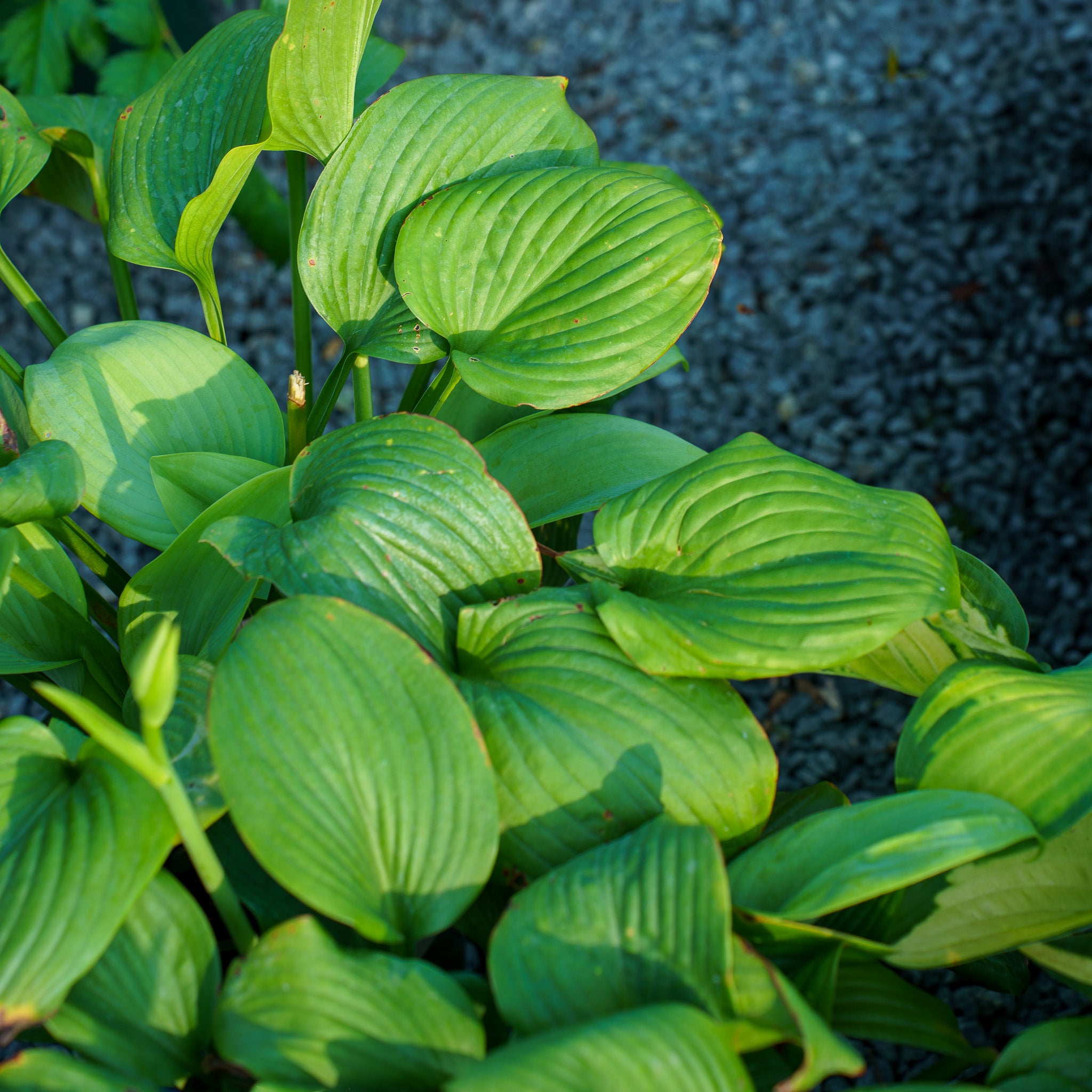 Fragrant Blue Hosta – Plant Detectives