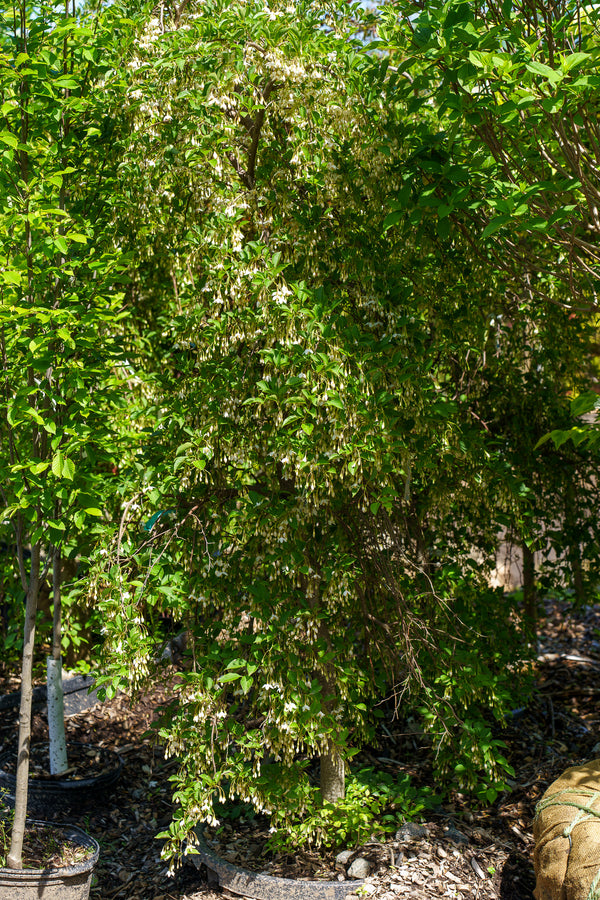 Fragrant Fountain Japanese Snowbell - Styrax - Flowering Trees