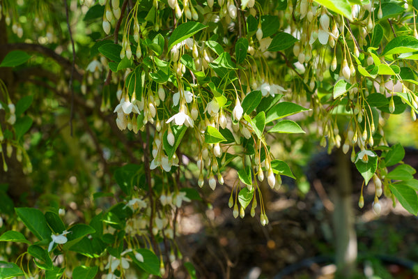 Fragrant Fountain Japanese Snowbell - Styrax - Flowering Trees