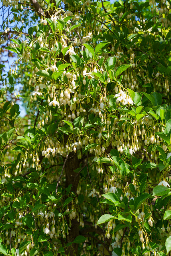 Fragrant Fountain Japanese Snowbell - Styrax - Flowering Trees