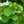 Load image into Gallery viewer, Fragrant Fountain Japanese Snowbell
