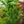Load image into Gallery viewer, Fragrant Fountain Japanese Snowbell
