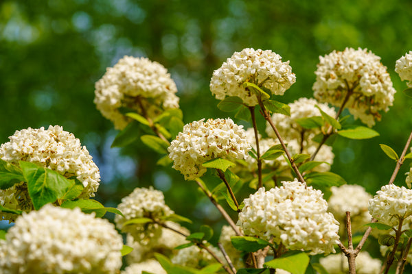 Fragrant Snowball Viburnum - Viburnum - Shrubs