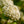 Load image into Gallery viewer, Fragrant Snowball Viburnum - Viburnum - Shrubs
