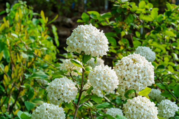 Fragrant Snowball Viburnum - Viburnum - Shrubs