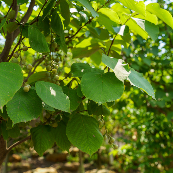 Fragrant Snowbell