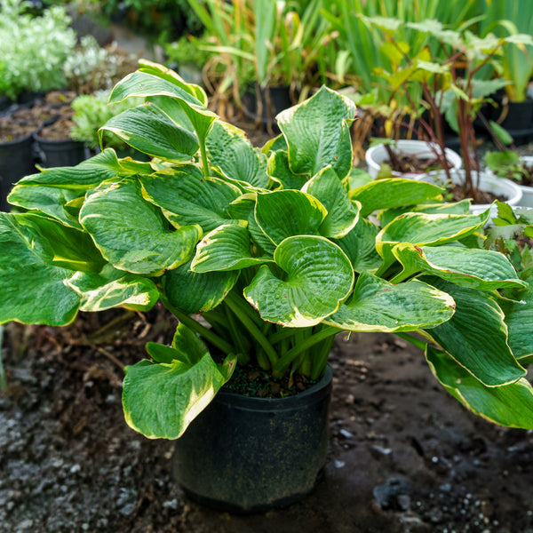 Frances Williams Hosta