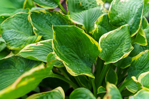 Frances Williams Hosta