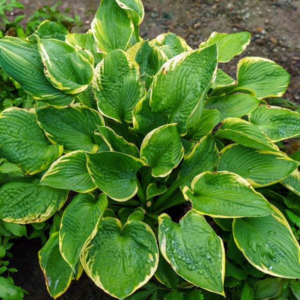 Frances Williams Hosta