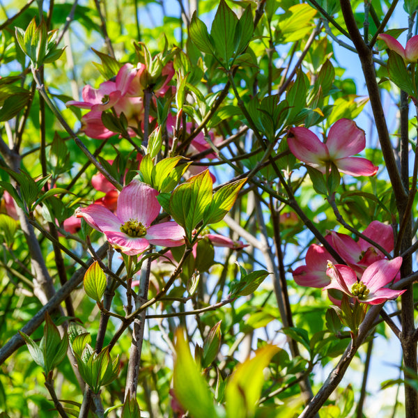 Franco's Red Dogwood - Dogwood Tree - Flowering Trees