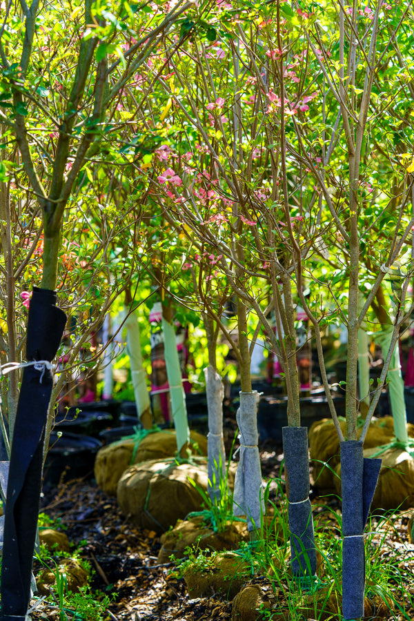 Franco's Red Dogwood - Dogwood Tree - Flowering Trees